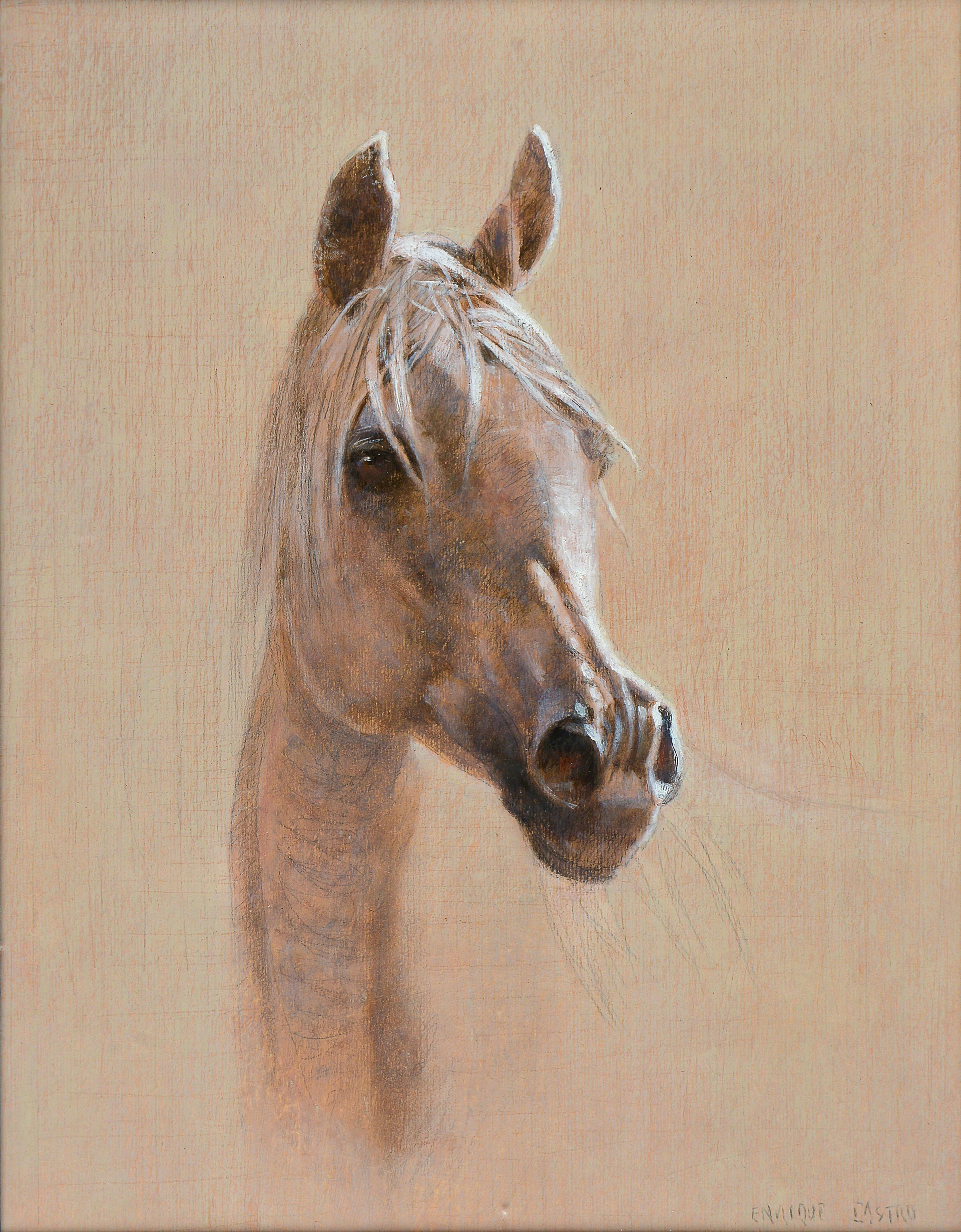 The Grey Arab horse Head